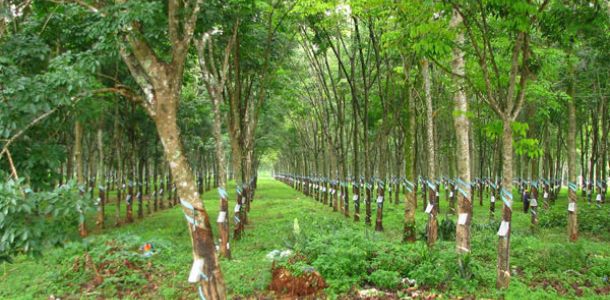 Thực trạng cây cao su tại nước ta