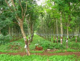 Thực trạng cây cao su tại nước ta